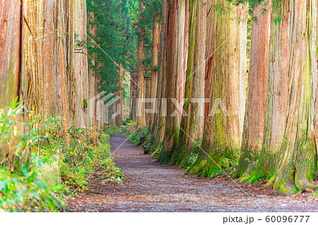 戸隠神社　奥社　参道　杉並木　【長野県】 60096777