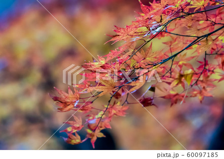秋の霞ヶ城公園と紅葉 二本松城 福島二本松 秋の霞ヶ城公園と紅葉 二本松城 福島二本松 60097185