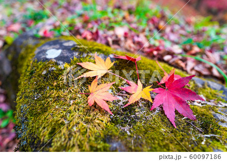 秋の霞ヶ城公園と紅葉 二本松城 福島二本松 秋の霞ヶ城公園と紅葉 二本松城 福島二本松 60097186