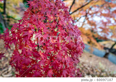 秋の霞ヶ城公園と紅葉　二本松城　福島二本松 60097187