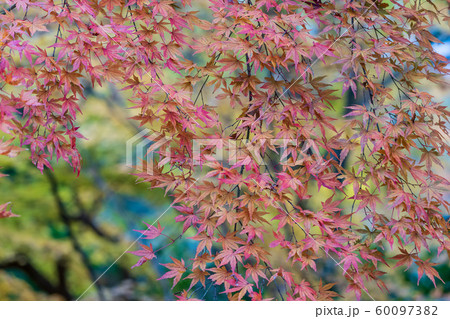 秋の霞ヶ城公園と紅葉　二本松城　福島二本松 60097382
