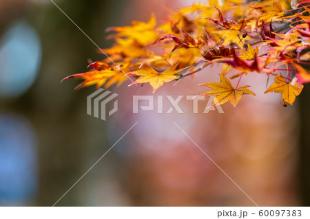 秋の霞ヶ城公園と紅葉 二本松城 福島二本松 秋の霞ヶ城公園と紅葉 二本松城 福島二本松 60097383