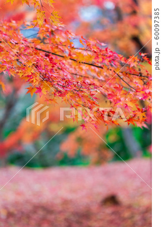 秋の霞ヶ城公園と紅葉 二本松城 福島二本松 秋の霞ヶ城公園と紅葉 二本松城 福島二本松 60097385