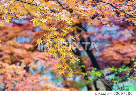 秋の霞ヶ城公園と紅葉　二本松城　福島二本松 60097386