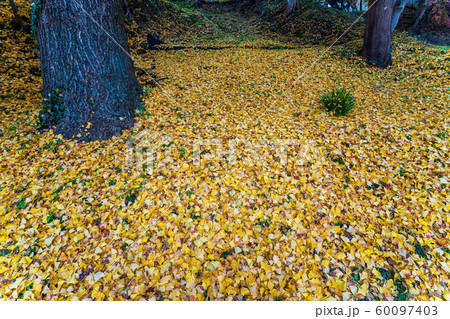 秋の霞ヶ城公園と紅葉　二本松城　福島二本松 60097403