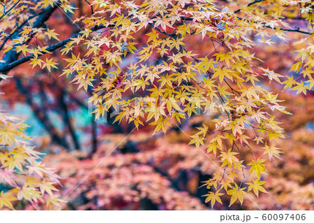 秋の霞ヶ城公園と紅葉　二本松城　福島二本松 60097406