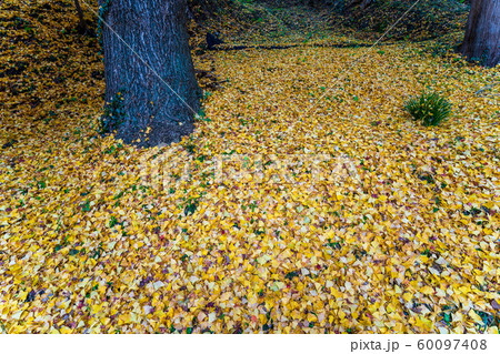 秋の霞ヶ城公園と紅葉　二本松城　福島二本松 60097408
