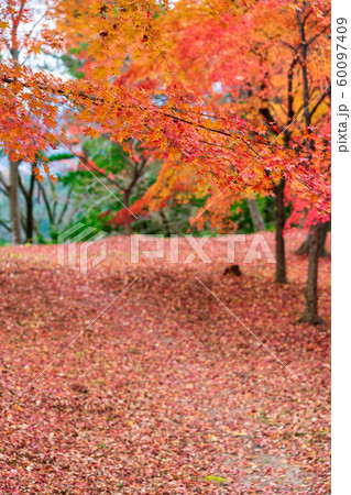 秋の霞ヶ城公園と紅葉　二本松城　福島二本松 60097409