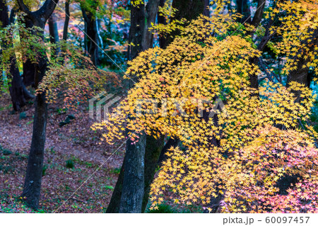 秋の霞ヶ城公園と紅葉　二本松城　福島二本松 60097457