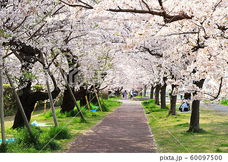 多摩川 春 二十一世紀桜 多摩川 春 二十一世紀桜 60097500