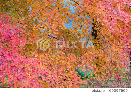 秋の霞ヶ城公園と紅葉 二本松城 福島二本松 秋の霞ヶ城公園と紅葉 二本松城 福島二本松 60097606