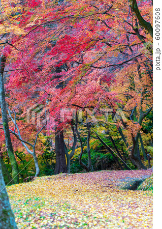 秋の霞ヶ城公園と紅葉 二本松城 福島二本松 秋の霞ヶ城公園と紅葉 二本松城 福島二本松 60097608