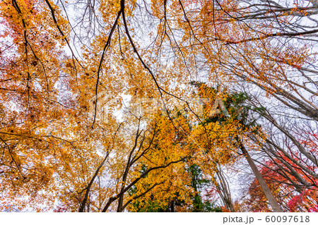 秋の霞ヶ城公園と紅葉　二本松城　福島二本松 60097618