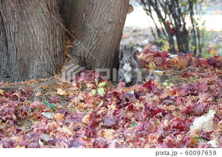 紅葉とエゾリス 60097659