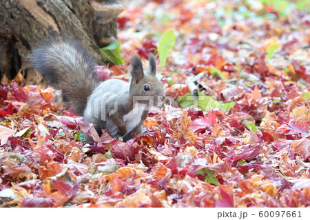 紅葉とエゾリス 60097661