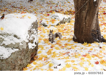 紅葉とエゾリス 紅葉とエゾリス 60097663