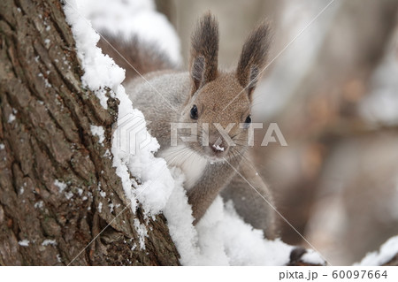 雪の中のエゾリス 60097664