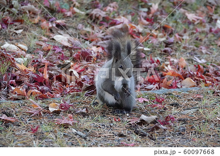 紅葉とエゾリス 60097668