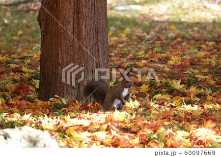 紅葉とエゾリス 60097669