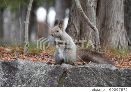 紅葉とエゾリス 紅葉とエゾリス 60097672