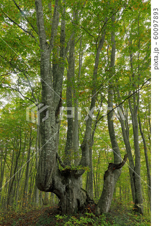 秋のブナあがりこ－梁取のブナ林　福島県只見町 60097893