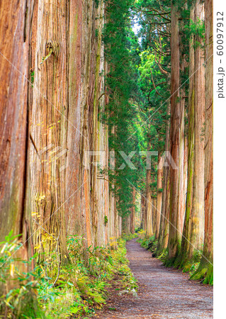 戸隠神社 奥社 参道 杉並木 長野県 の写真素材