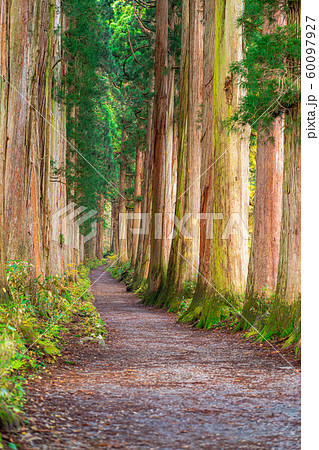 戸隠神社 奥社 参道 杉並木 長野県 の写真素材