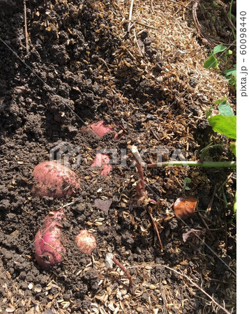 サツマイモ 60098440