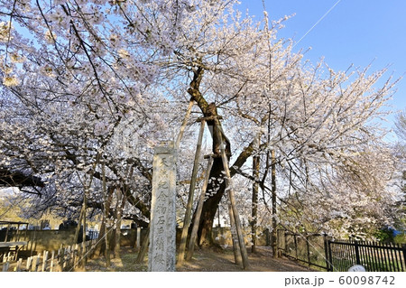 北本市石戸の蒲桜 60098742