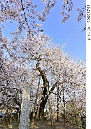 北本市石戸の蒲桜 北本市石戸の蒲桜 60098743