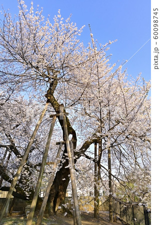 北本市石戸の蒲桜 60098745