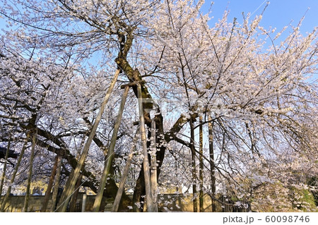 北本市石戸の蒲桜 北本市石戸の蒲桜 60098746