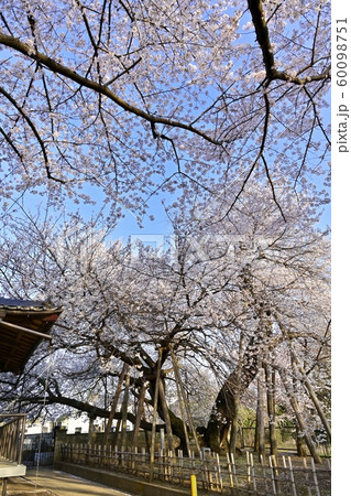 北本市石戸の東光寺境内の染井吉野と蒲桜 60098751