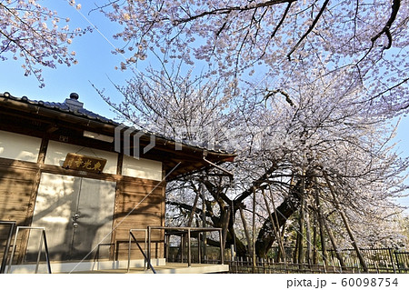 北本市石戸の東光寺境内の染井吉野と蒲桜 60098754