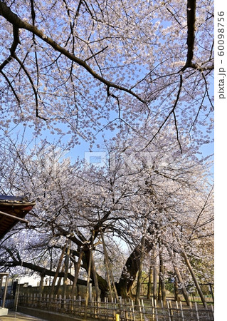 北本市石戸の東光寺境内の染井吉野と蒲桜の写真素材