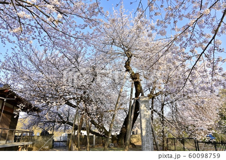 北本市石戸の東光寺境内の染井吉野と蒲桜の写真素材