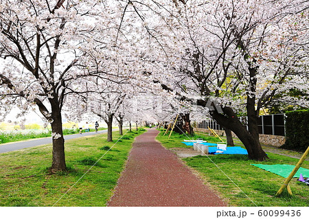 多摩川　春　二十一世紀桜 60099436