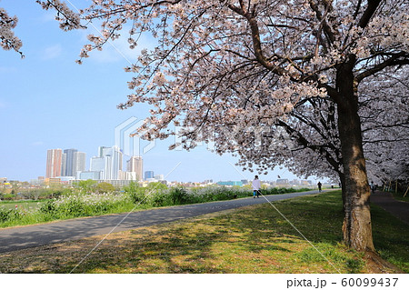 多摩川 春 二十一世紀桜 多摩川 春 二十一世紀桜 60099437