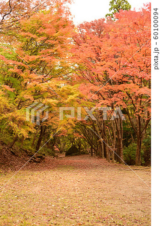 小木津山の紅葉 60100094