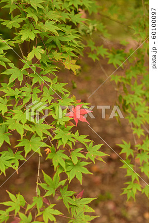 おしゃれな紅葉 60100097