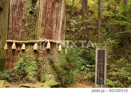 三本杉の御神木 60100510