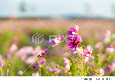 写真素材: コスモス 60101041