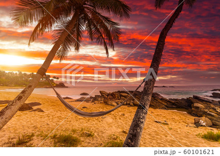 Hammock on palm trees at sunset. Tropical resort, vacation at sea Hammock on palm trees at sunset. Tropical resort, vacation at sea 60101621