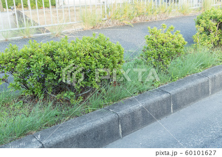 歩道の街路樹 歩道の街路樹 60101627