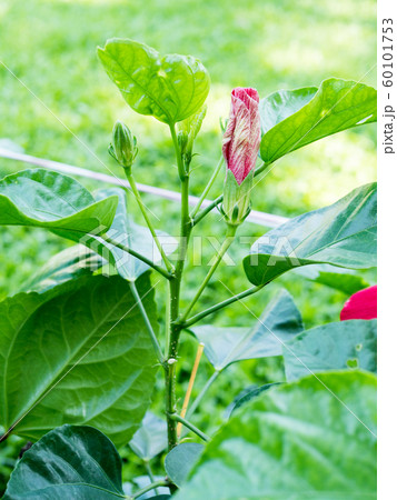 hibiscus flower in garden; Chinese Rose ; Shoe 60101753