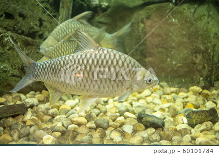 fresh water fish in aquarium . 60101784