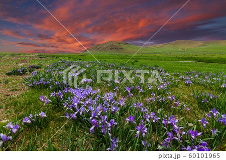 Field with flowers in mountain valley. Summer landscape during sunset 60101965