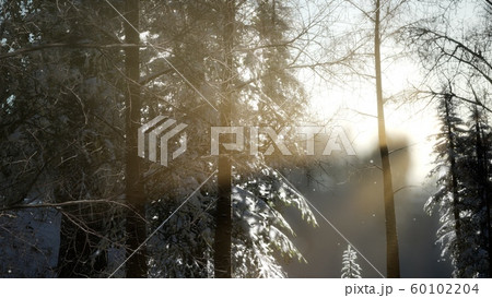 Splendid Christmas scene in the mountain forest. Splendid Christmas scene in the mountain forest. 60102204