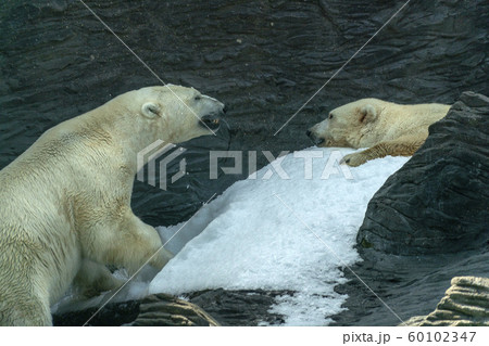 Polar Bear close up portrait while fighting Polar Bear close up portrait while fighting 60102347