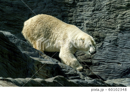 Polar Bear close up portrait Polar Bear close up portrait 60102348